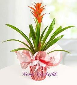 Guzmania