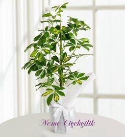 Schefflera